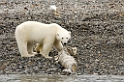 2507 Polar bear01